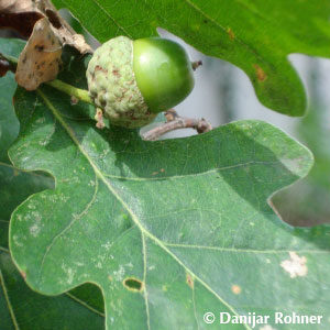 Quercus robur'Fastigiata'