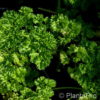 Petroselinum crispum'Smaragd'