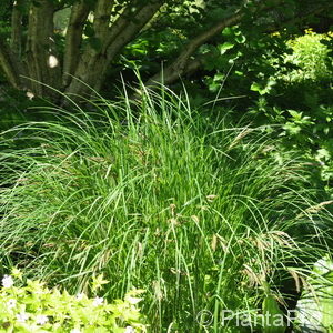 Carex acuta