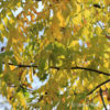 Robinia pseudoacacia'Frisia'