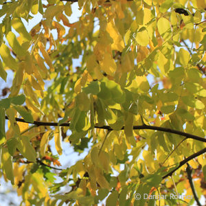 Robinia pseudoacacia'Frisia'