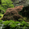 Acer palmatum'Garnet'