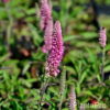 Veronica spicata'Heidekind'