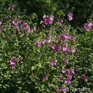 Lavatera'Rosea'