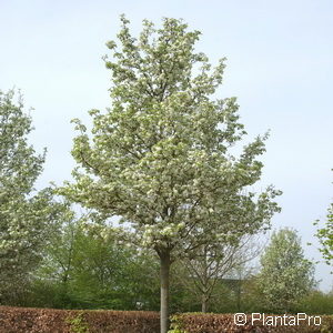 Pyrus calleryana'Chanticleer'