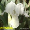 Iris (Pumila-Gruppe)weiss