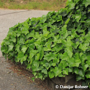 Hedera hibernica