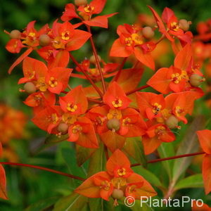 Euphorbia griffithii'Fireglow'