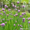 Allium schoenoprasum