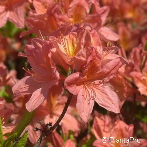 Rhododendron (Mollis Azalee)orange