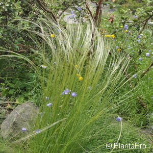 Stipa pennata