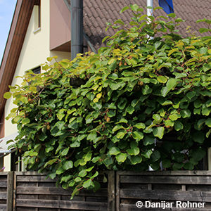Actinidia deliciosaweiblich
