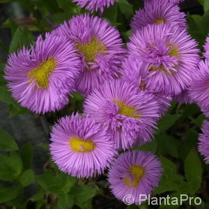 Erigeron'Rosa Juwel'