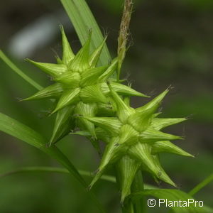 Carex grayi