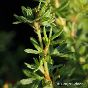 Potentilla fruticosa'Red Ace'