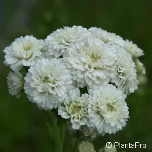 Achillea ptarmica'The Pearl'