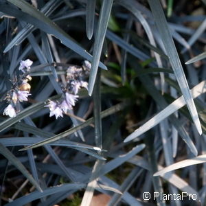 Ophiopogon planiscapus'Niger'