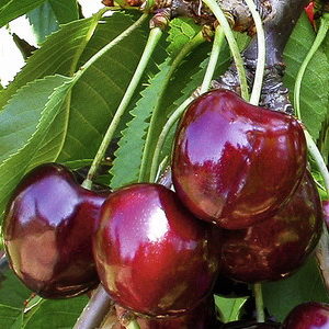 Prunus (Kirsche)'Basler Adler'