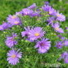 Aster (Dumosus-Gruppe)blau