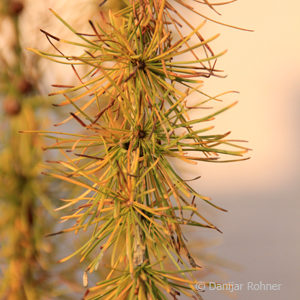 Larix decidua