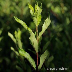 Forsythia intermedia (x)'Lynwood'