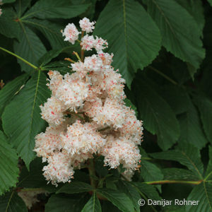 Aesculus hippocastanum'Baumannii'