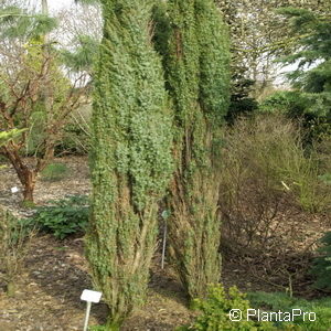 Juniperus communis'Sentinel'