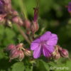 Geranium macrorrhizum'Ingwersen's Variety'