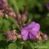 Geranium macrorrhizum'Ingwersen's Variety'