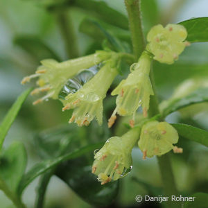 Lonicera pileata