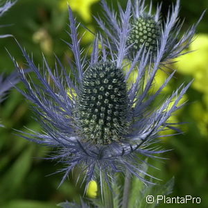 Eryngium alpinum