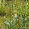 Cyperus longus