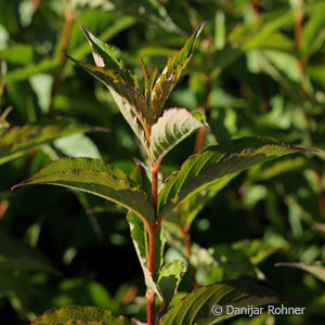 Weigela'Bristol Ruby'