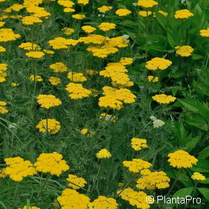 Achillea filipendulina'Coronation Gold'