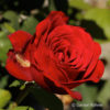 Teehybride'Rouge Meilland'