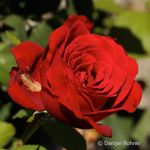 Teehybride'Rouge Meilland'