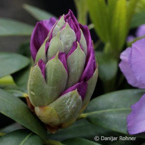 Rhododendron (Catawbiense-Gruppe)'Catawbiense Grandiflorum'