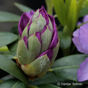 Rhododendron (Catawbiense-Gruppe)'Catawbiense Grandiflorum'