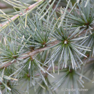 Cedrus deodara'Feeling Blue'