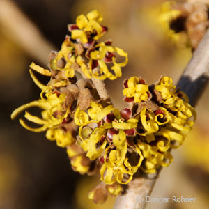 Hamamelis intermedia (x)'Westerstede'