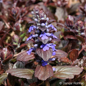 Ajuga reptans'Atropurpurea'