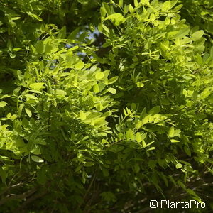 Robinia pseudoacacia'Umbraculifera'