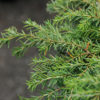 Tsuga canadensis'Nana'