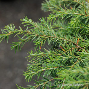 Tsuga canadensis'Nana'