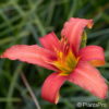 Hemerocallisrosa