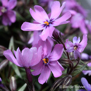 Phlox (Subulata-Gruppe)'Benita'