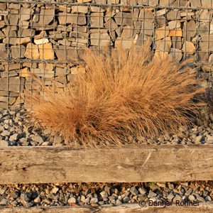 Pennisetum alopecuroides'Hameln'