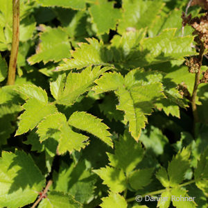 Astilbe chinensisvar. pumila