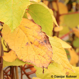 Actinidia deliciosaweiblich