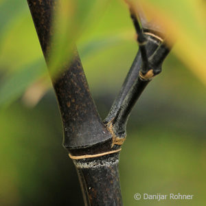 Phyllostachys nigra